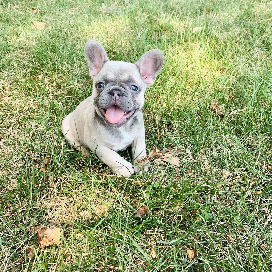 Lil, cachorro hembra Bulldog Francés
